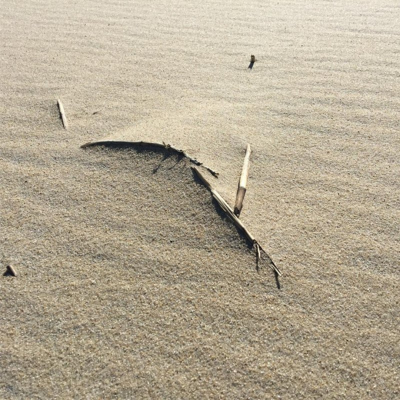 Auto-generated description: A piece of driftwood partially buried in the rippled sand on a beach.