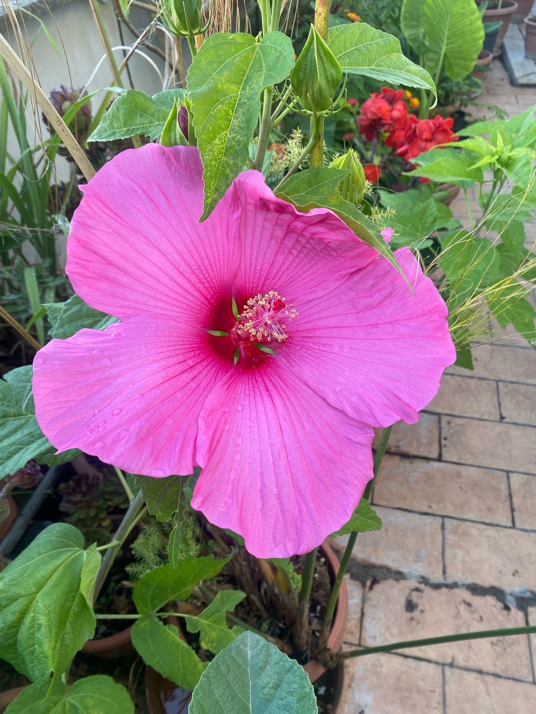 A huge,saucer-sized, blowsy pink hibiscus flower. 