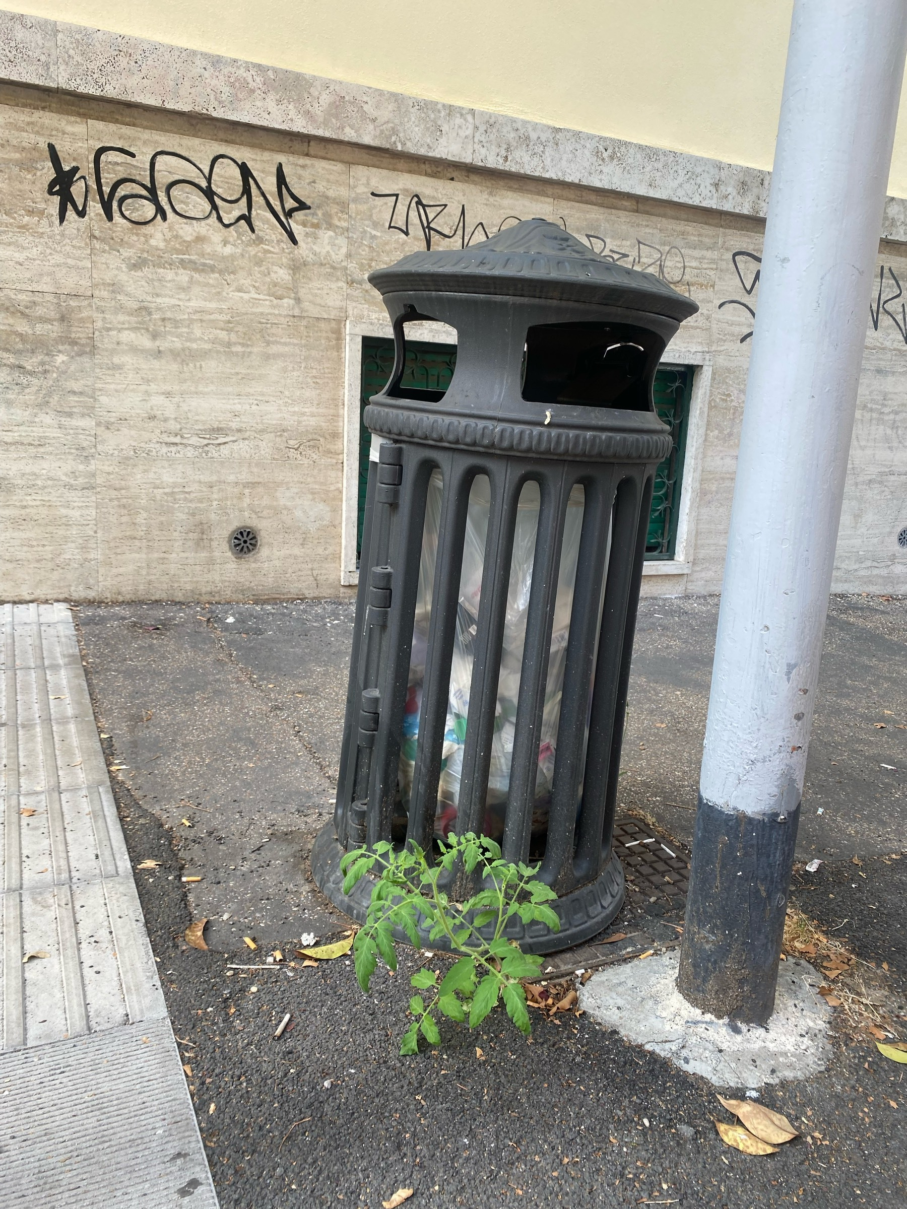 A tomato plant as the foot of a rubbish bin. The wall behind sports graffiti. 
