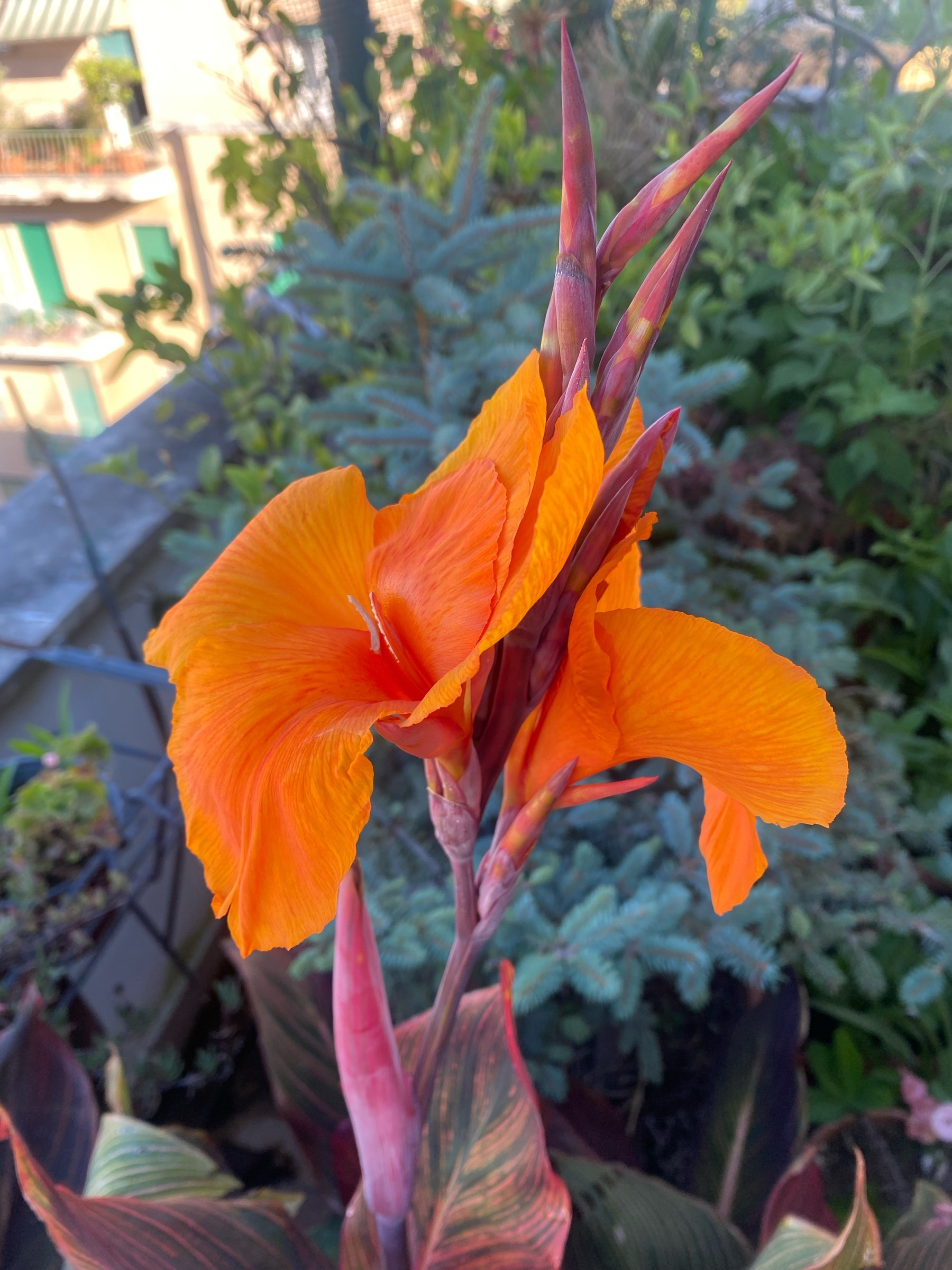 A bright Orange canna flower with a blue spruce behind it 