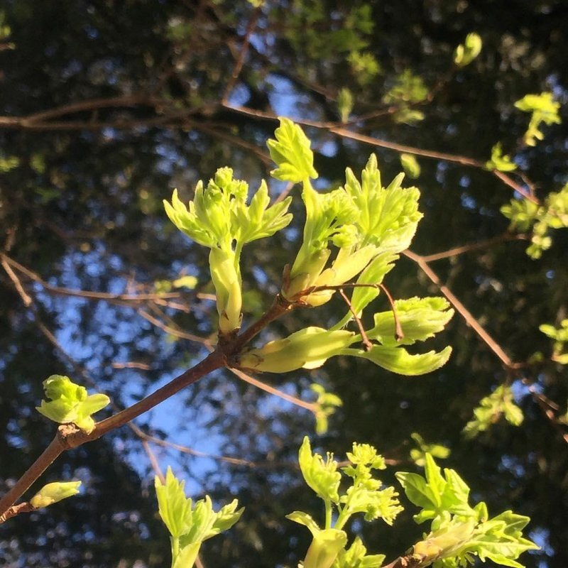 Auto-generated description: Young, bright green leaves are sprouting on a tree branch, set against a blurred background of blue sky and foliage.