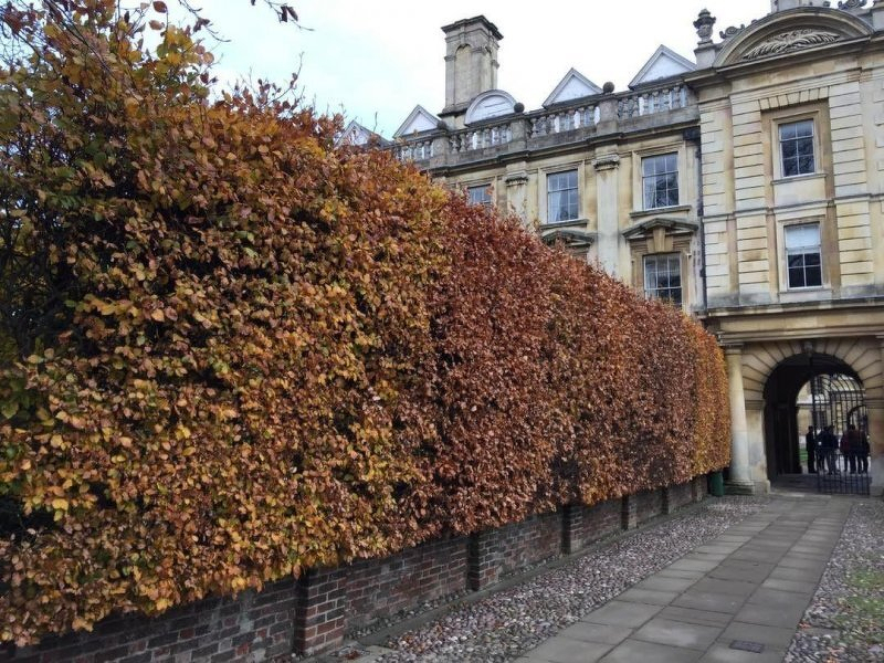 Auto-generated description: An historic building with classic architecture stands behind a neatly trimmed hedge displaying autumn foliage.
