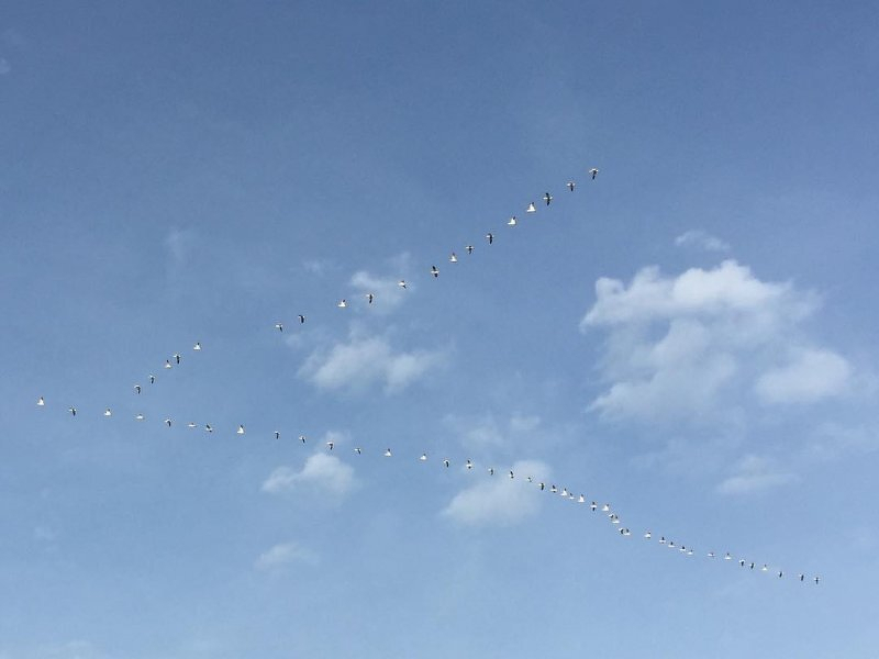 Auto-generated description: A flock of birds is flying in a V formation against a clear blue sky.