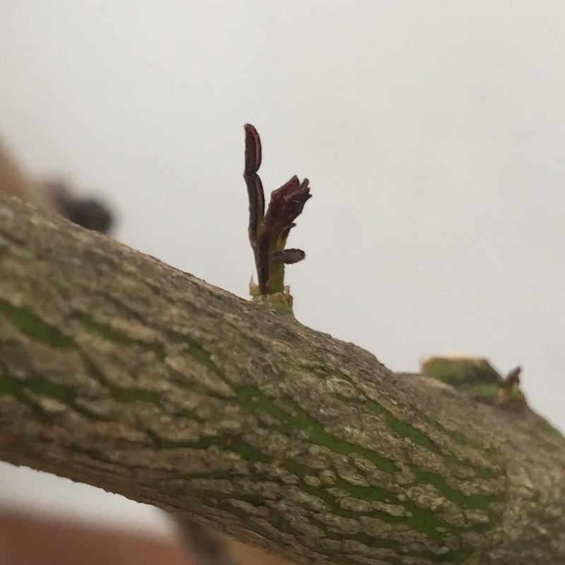 Auto-generated description: Tecoma stans. A small twig with two budding leaves is emerging from a branch against a light background.