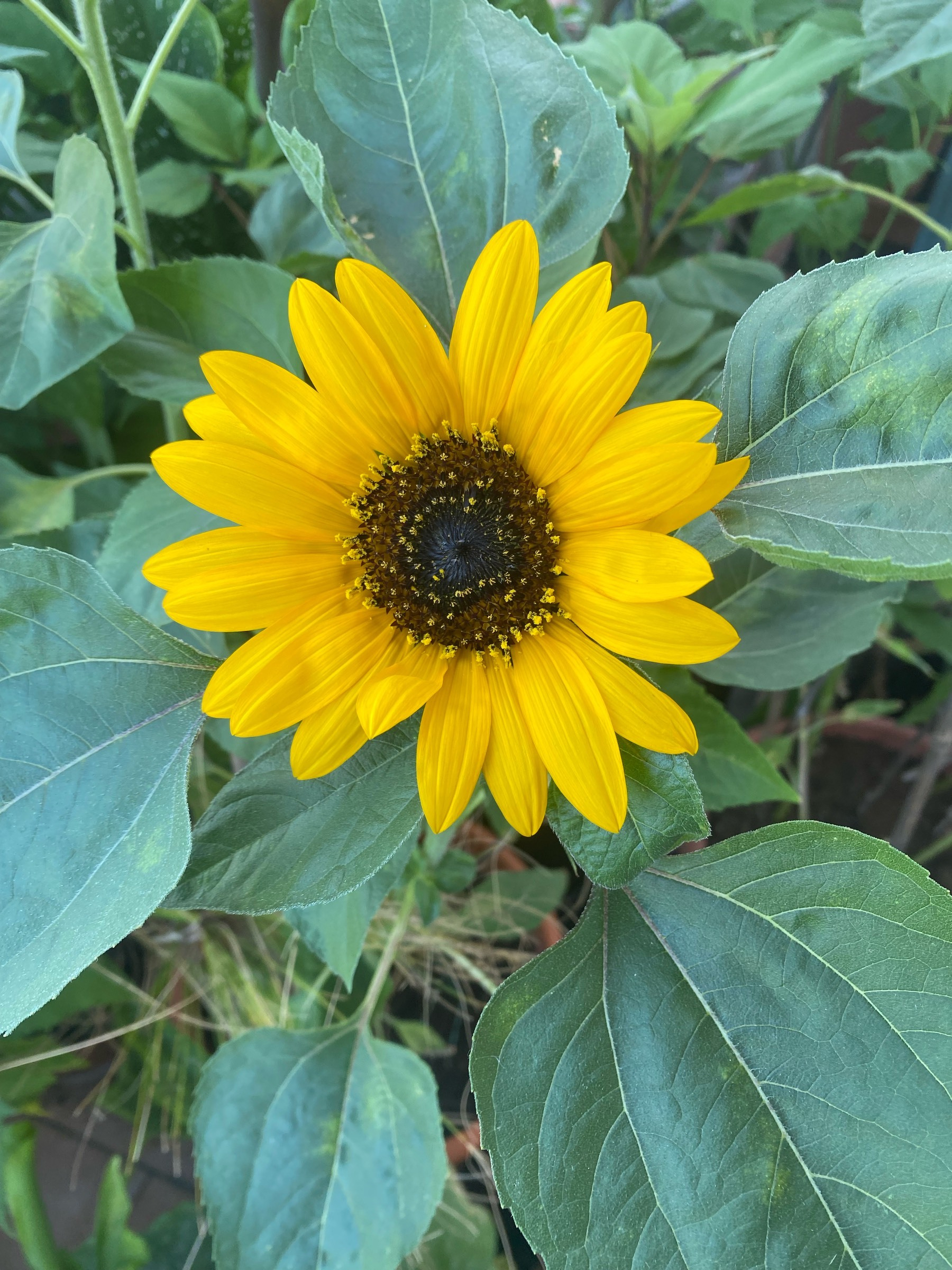 A yellow sunflower with some yellow anthers emerging from the disk florets. 