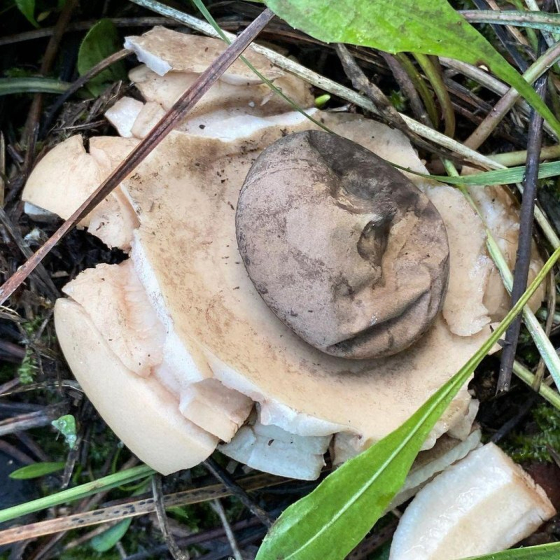 An earth star, a type of fungus, fleshy gray colour.