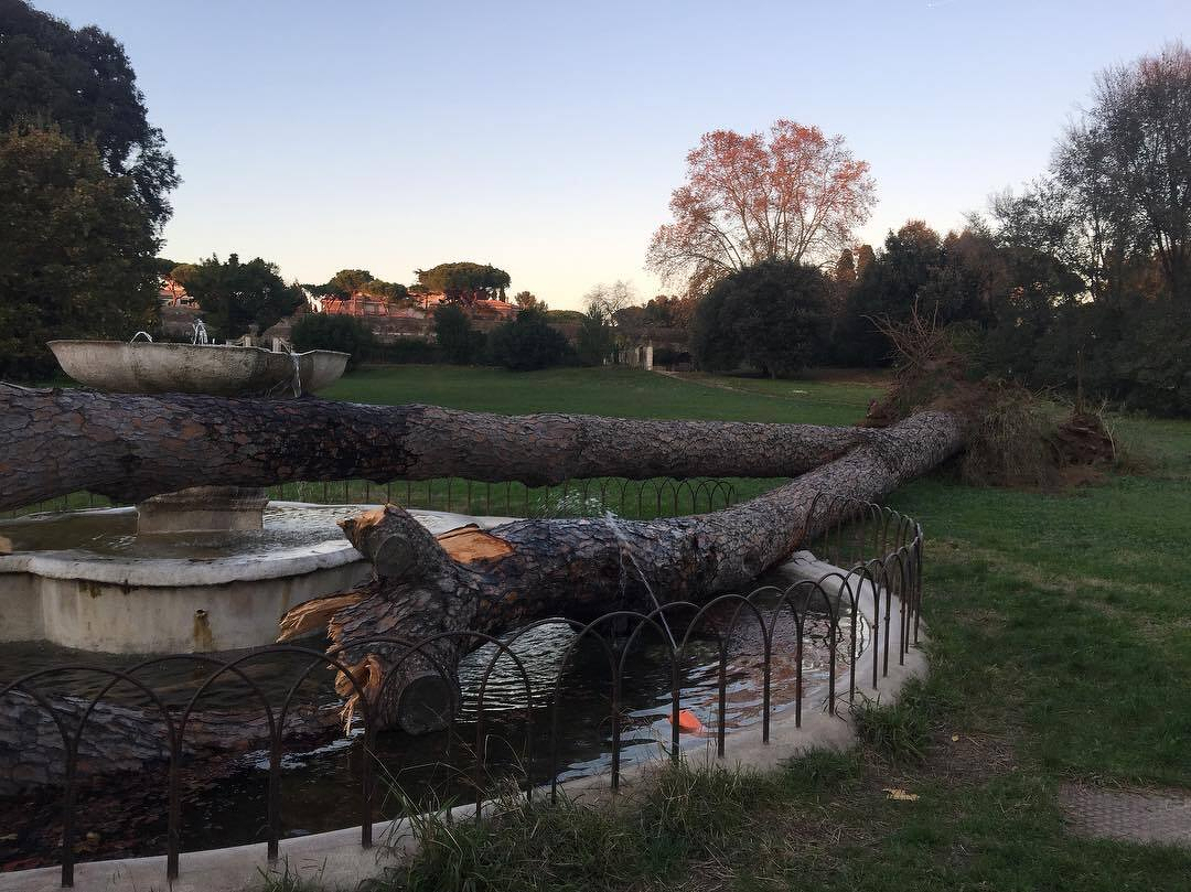 A large tree trunk has fallen almost on top of a marble fountain.