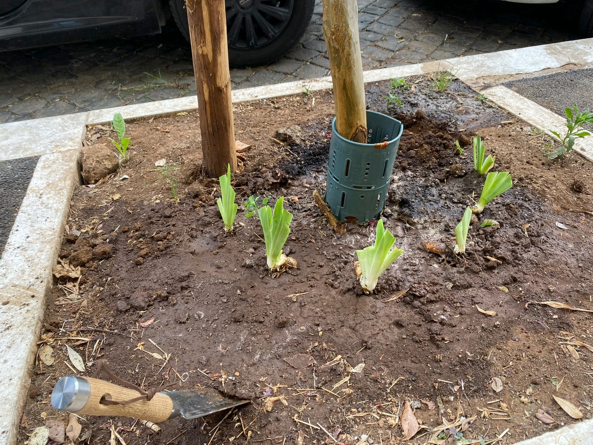 Six small iris offsets, their leaves trimmed to reduce wind rocking, planted around the base of a street tree.
